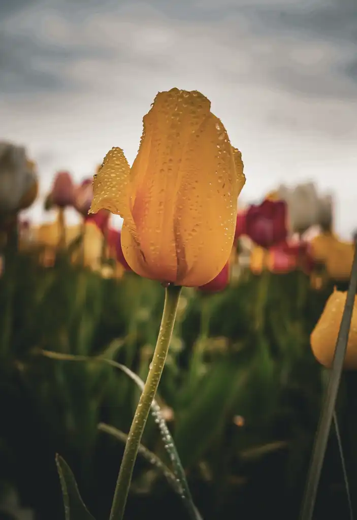 Photo focused on a tulip with tulips in the background