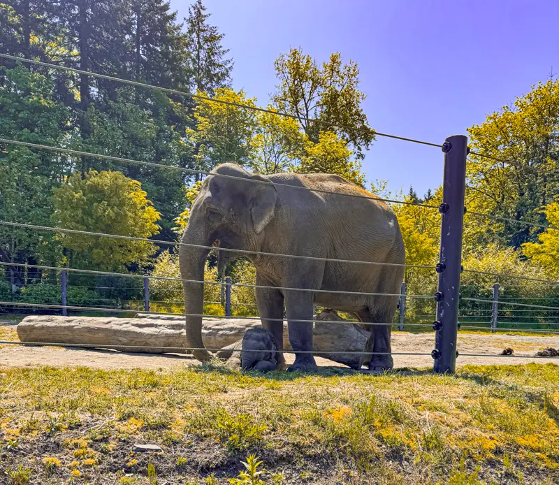 Photo of Tula-Tu and Rose-Tu at the Oregon Zoo.