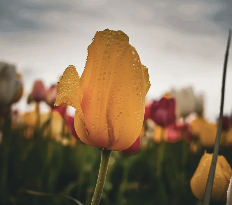 Photo of a tulip at the Wooden Shoe Tulip Festival.